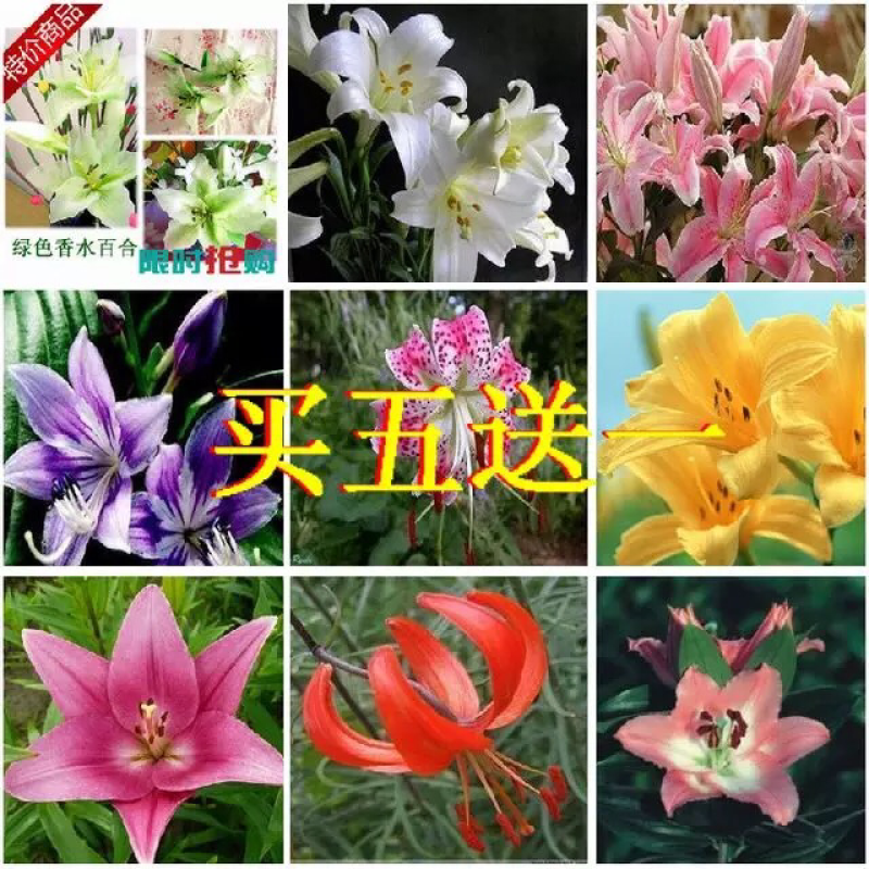 进口百合球根种球麝香百合种球亚洲百合食用百合种球阳