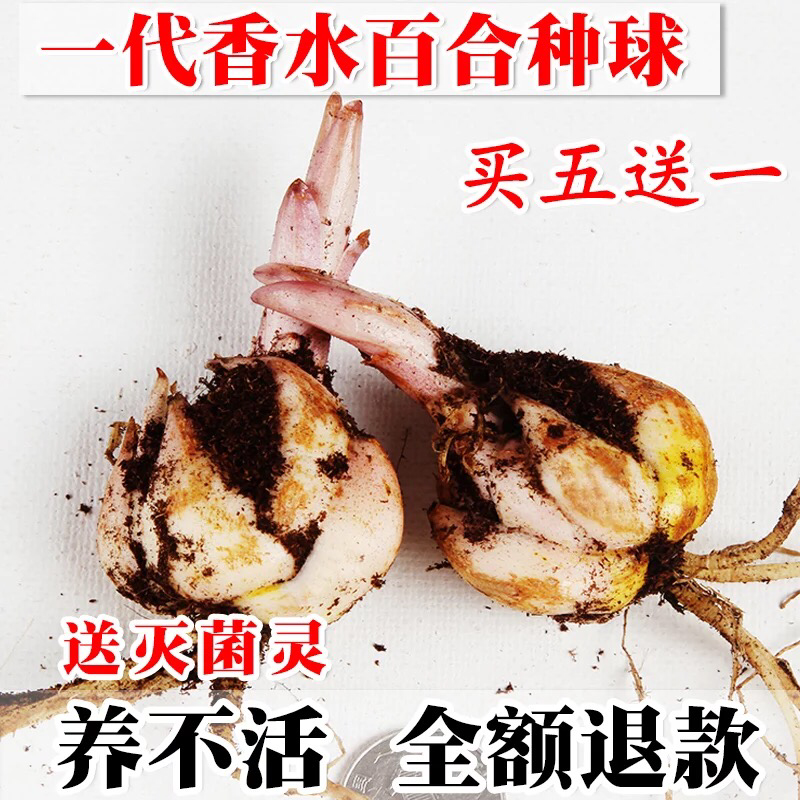 进口百合球根种球麝香百合种球亚洲百合食用百合种球阳