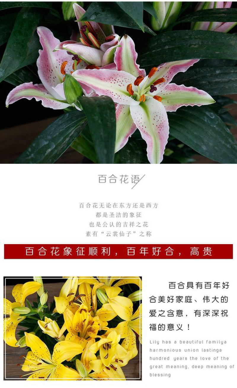 进口百合球根种球麝香百合种球亚洲百合食用百合种球阳