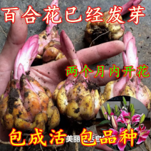 进口百合球根种球麝香百合种球亚洲百合食用百合种球阳