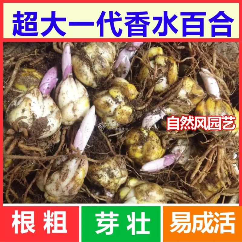 进口百合球根种球麝香百合种球亚洲百合食用百合种球阳