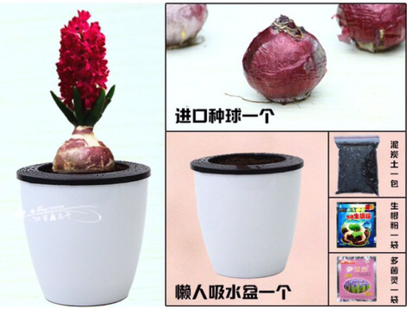 风信子种球水培植物套装四季室内水养花盆栽桌面易活种子花卉