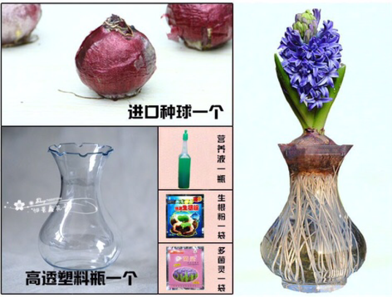 风信子种球水培植物套装四季室内水养花盆栽桌面易活种子花卉
