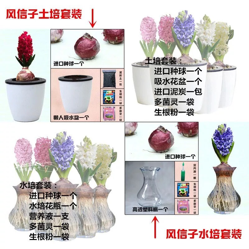 风信子种球水培植物套装四季室内水养花盆栽桌面易活种子花卉