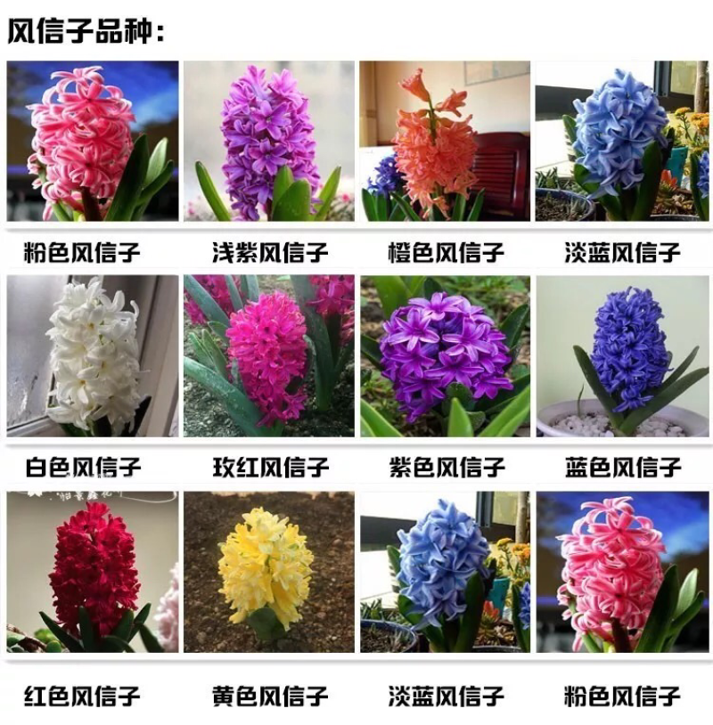 风信子种球水培植物套装四季室内水养花盆栽桌面易活种子花卉