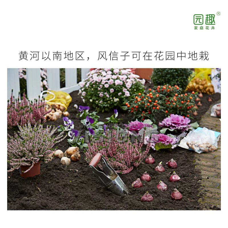 风信子种球水培植物套装四季室内水养花盆栽桌面易活种子花卉