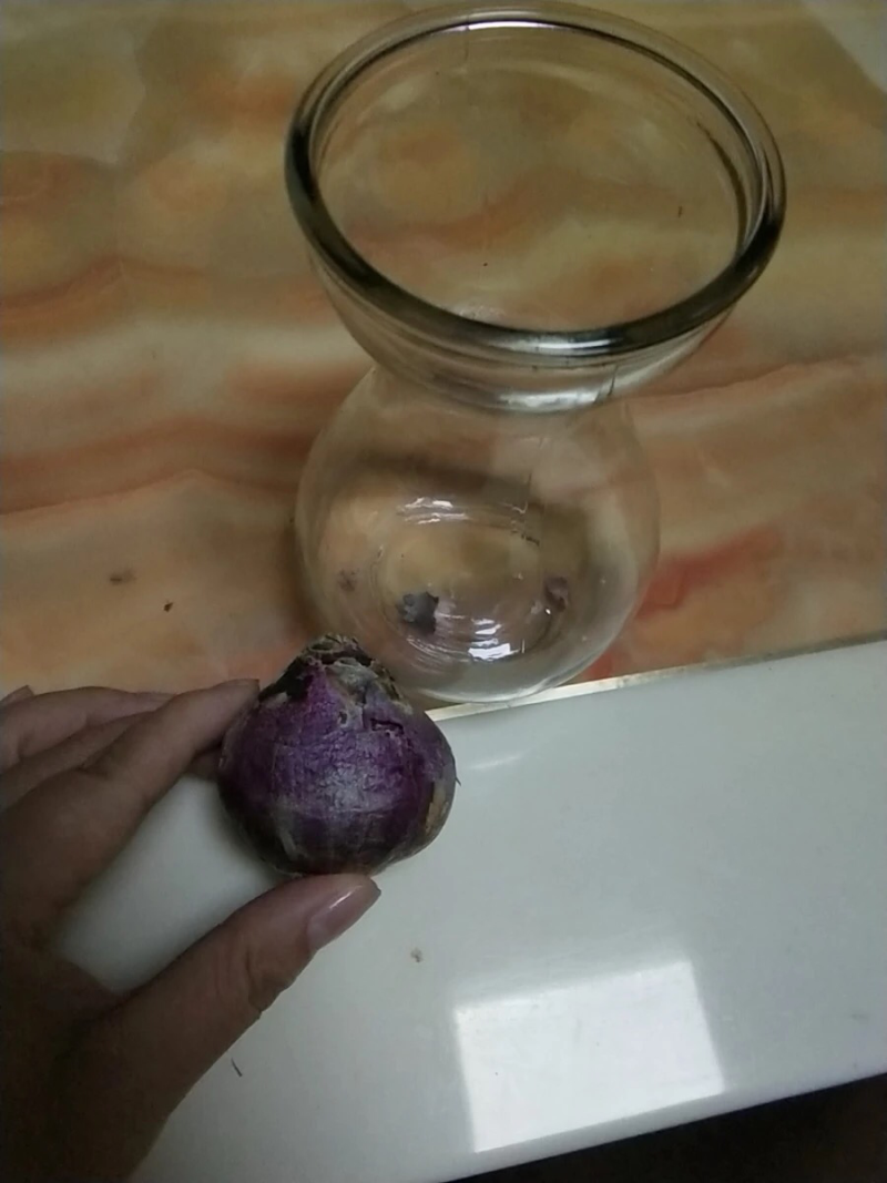 风信子种球水培植物套装四季室内水养花盆栽桌面易活种子花卉