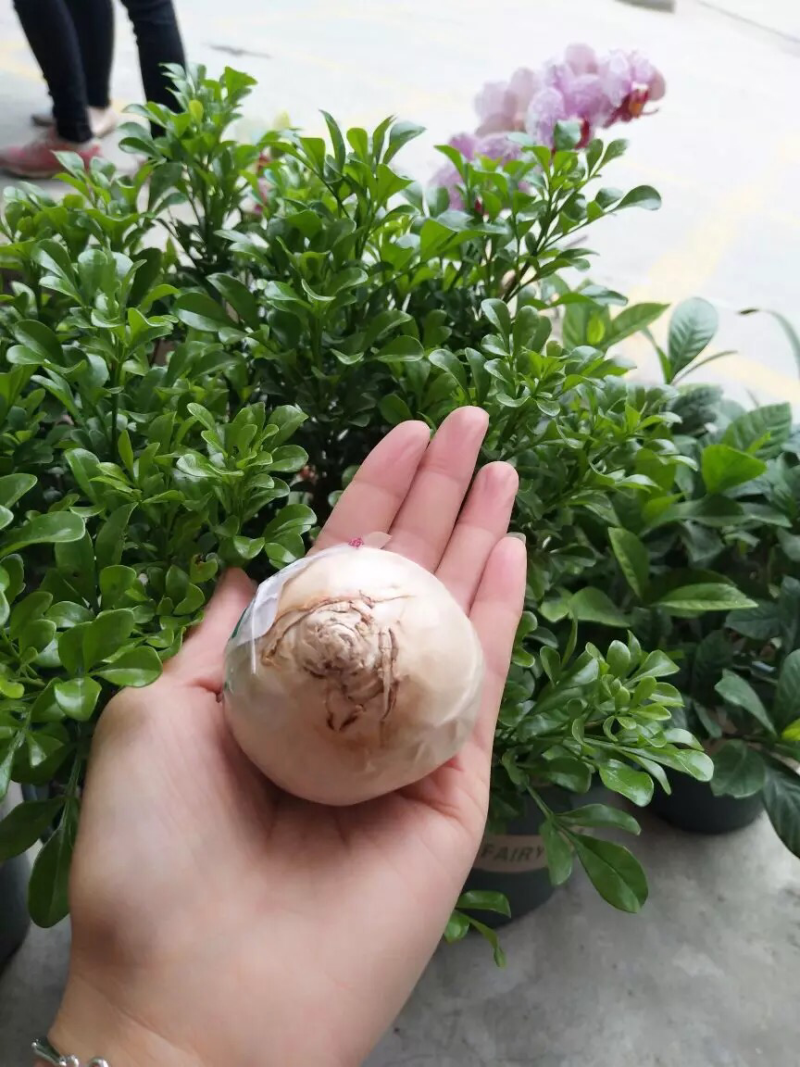 风信子种球水培植物套装四季室内水养花盆栽桌面易活种子花卉
