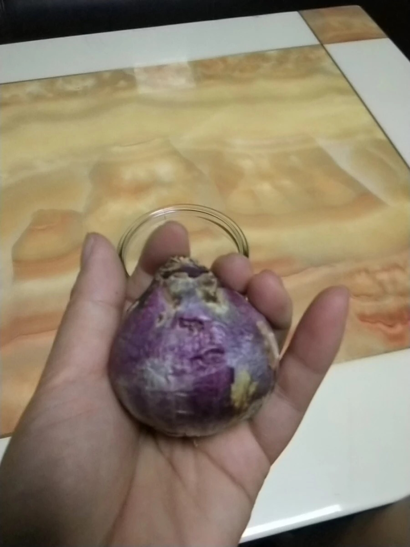 风信子种球水培植物套装四季室内水养花盆栽桌面易活种子花卉