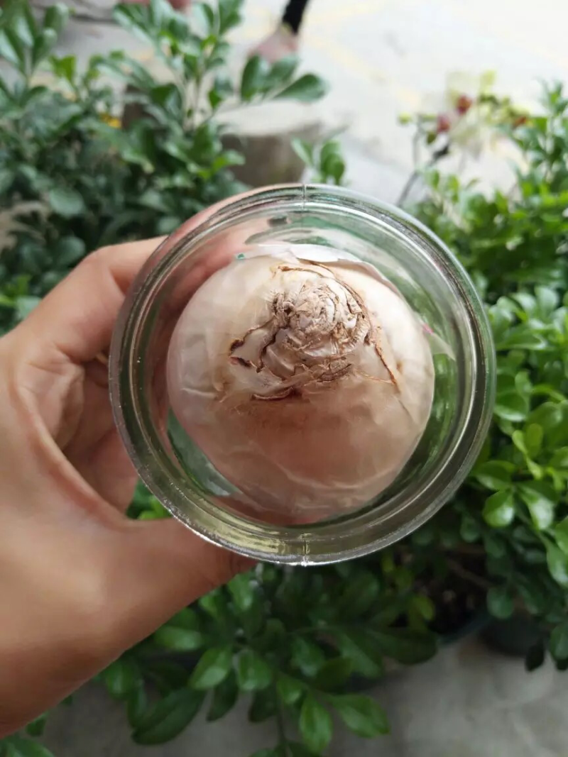 风信子种球水培植物套装四季室内水养花盆栽桌面易活种子花卉