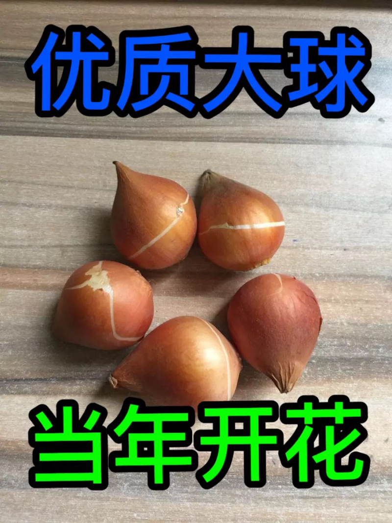 包邮大郁金香种球郁金香大球室外易种四季室内植物阳台庭院