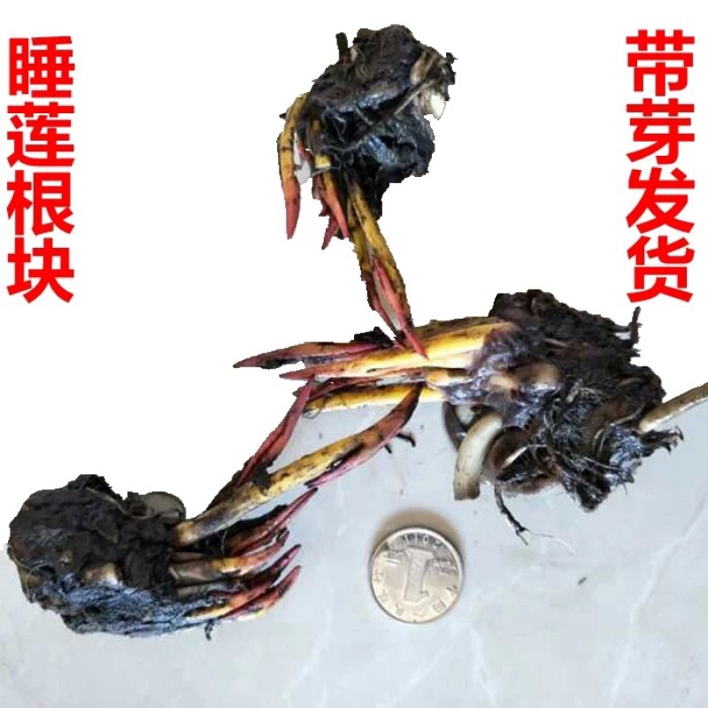 大睡莲根块四季花卉水培植物净化水质水草池塘水生花卉碗莲荷