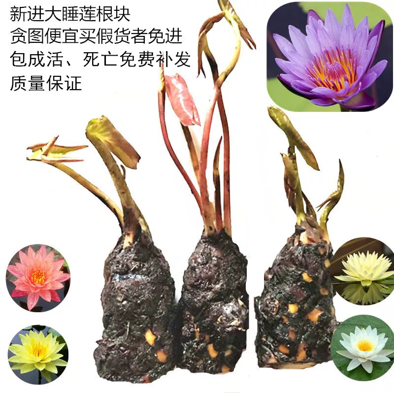 大睡莲根块四季花卉水培植物净化水质水草池塘水生花卉碗莲荷