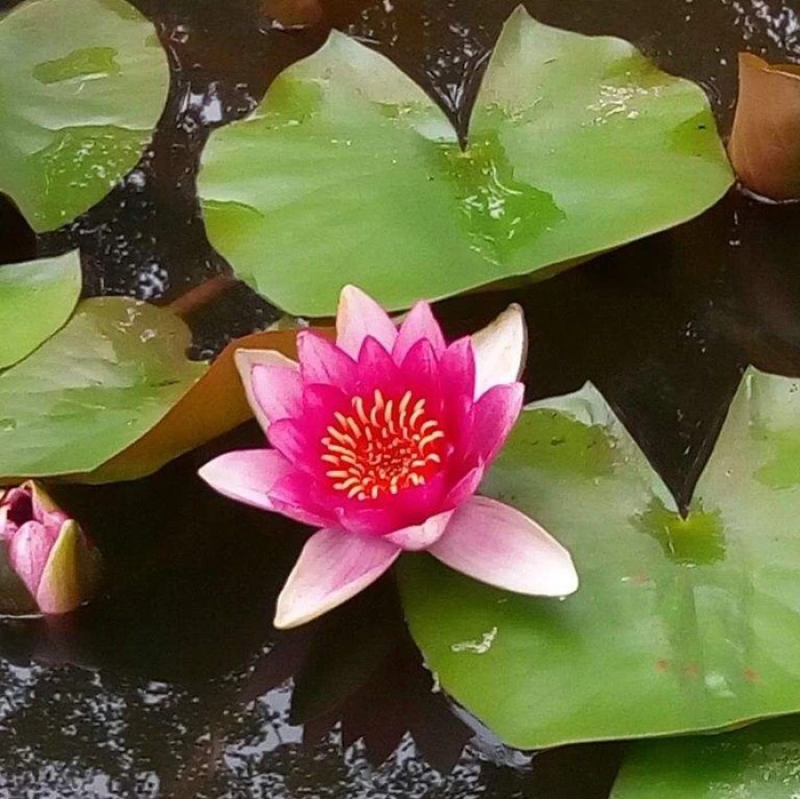 大睡莲根块四季花卉水培植物净化水质水草池塘水生花卉碗莲荷