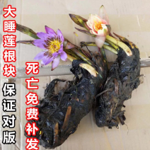 大睡莲根块四季花卉水培植物净化水质水草池塘水生花卉碗莲荷