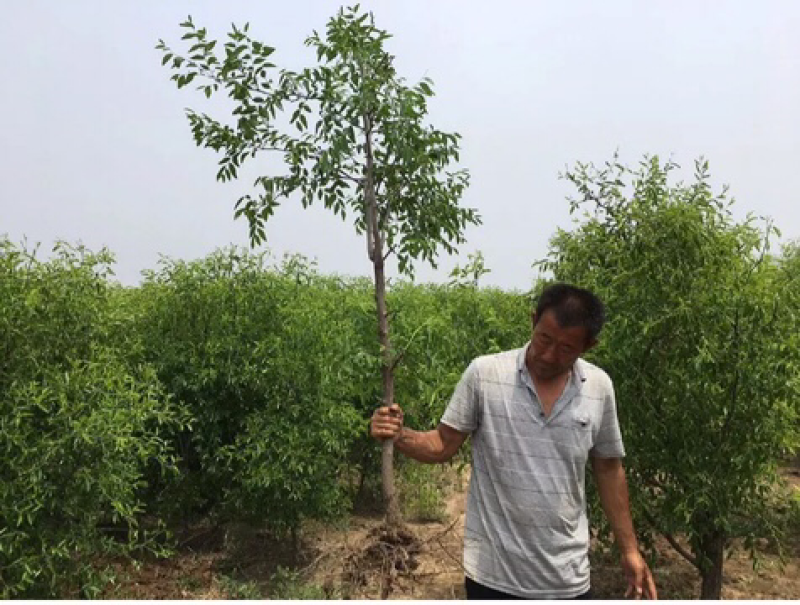 冬枣树苗南北方种植盆栽嫁接当年结果包邮特大超甜枣子金丝蜜