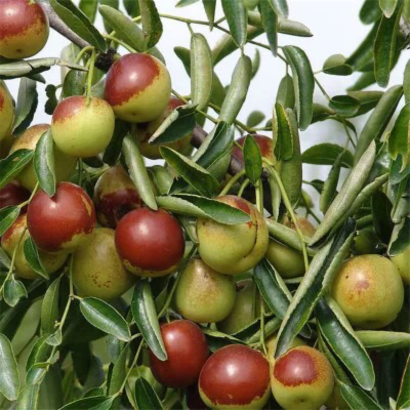 冬枣树苗南北方种植盆栽嫁接当年结果包邮特大超甜枣子金丝蜜