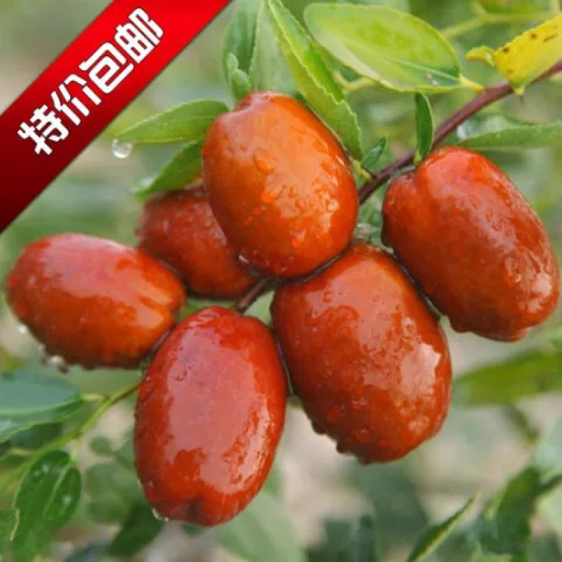 冬枣树苗南北方种植盆栽嫁接当年结果包邮特大超甜枣子金丝蜜