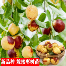 冬枣树苗南北方种植盆栽嫁接当年结果特大超甜枣子金丝蜜