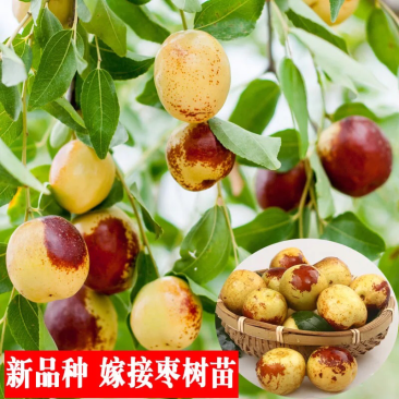 冬枣树苗南北方种植盆栽嫁接当年结果包邮特大超甜枣子金丝蜜