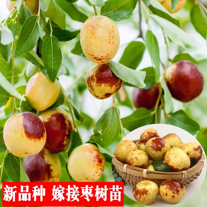 冬枣树苗南北方种植盆栽嫁接当年结果包邮特大超甜枣子金丝蜜