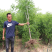 冬枣树苗南北方种植盆栽嫁接当年结果包邮特大超甜枣子金丝蜜