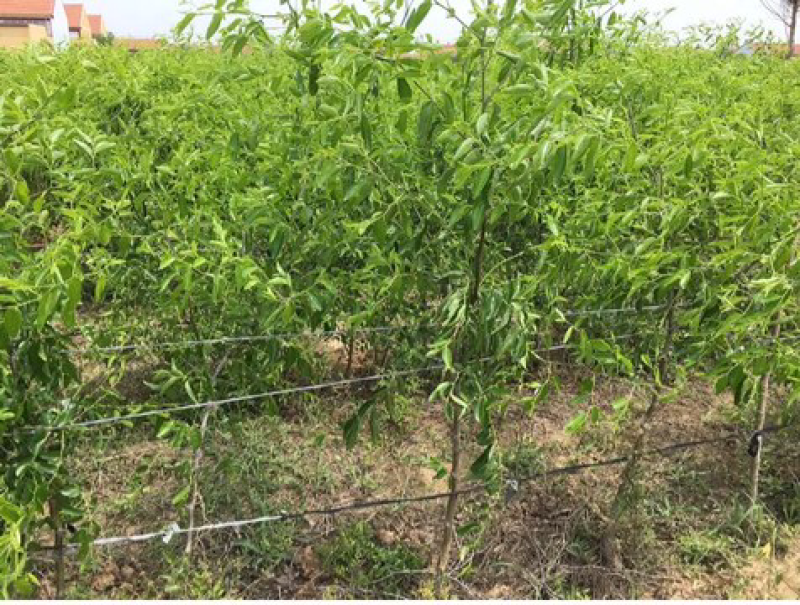 冬枣树苗南北方种植盆栽嫁接当年结果包邮特大超甜枣子金丝蜜