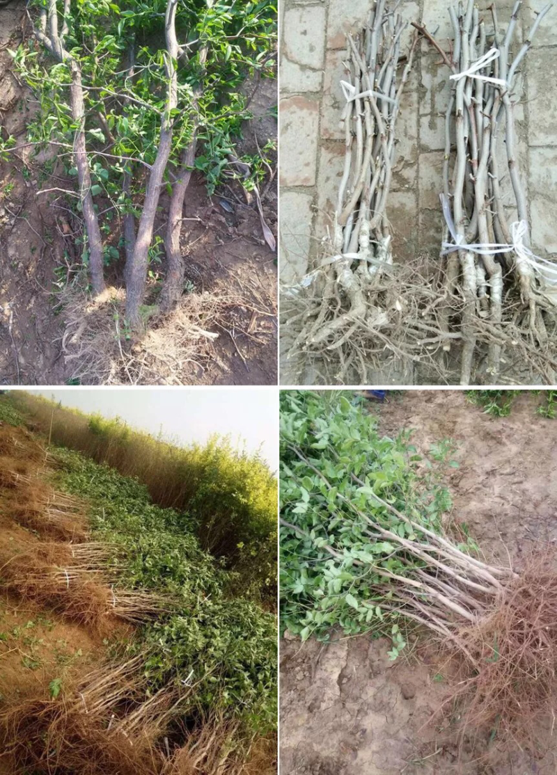 冬枣树苗南北方种植盆栽嫁接当年结果包邮特大超甜枣子金丝蜜