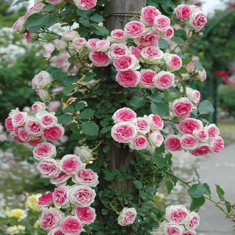蔷薇花苗爬藤月季玫瑰四季爬墙攀援绿植庭院室内花卉