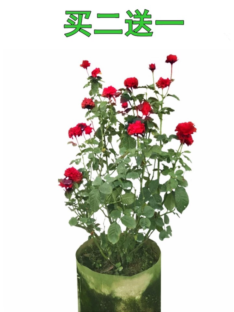蔷薇花苗爬藤月季玫瑰四季爬墙攀援绿植庭院室内花卉