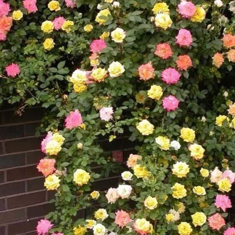 蔷薇花苗爬藤月季玫瑰四季爬墙攀援绿植庭院室内花卉