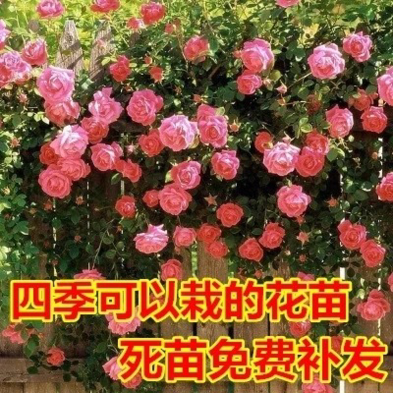 蔷薇花苗爬藤月季玫瑰四季爬墙攀援绿植庭院室内花卉