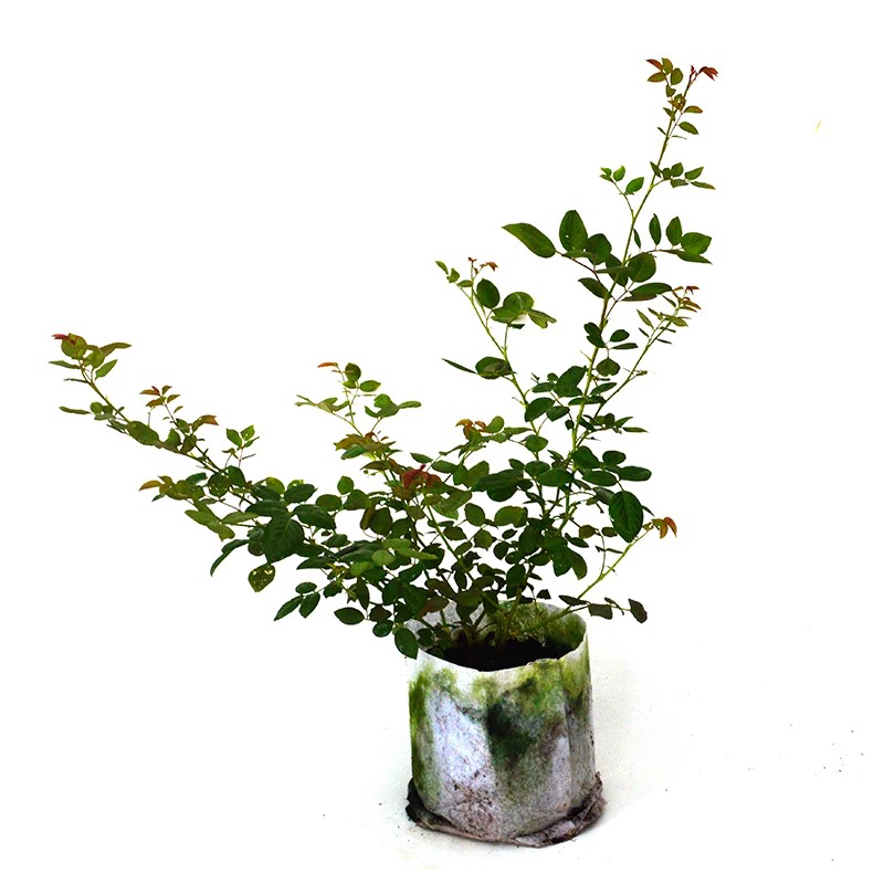蔷薇花苗爬藤月季玫瑰四季爬墙攀援绿植庭院室内花卉