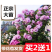 蔷薇花苗爬藤月季玫瑰四季爬墙攀援绿植庭院室内花卉