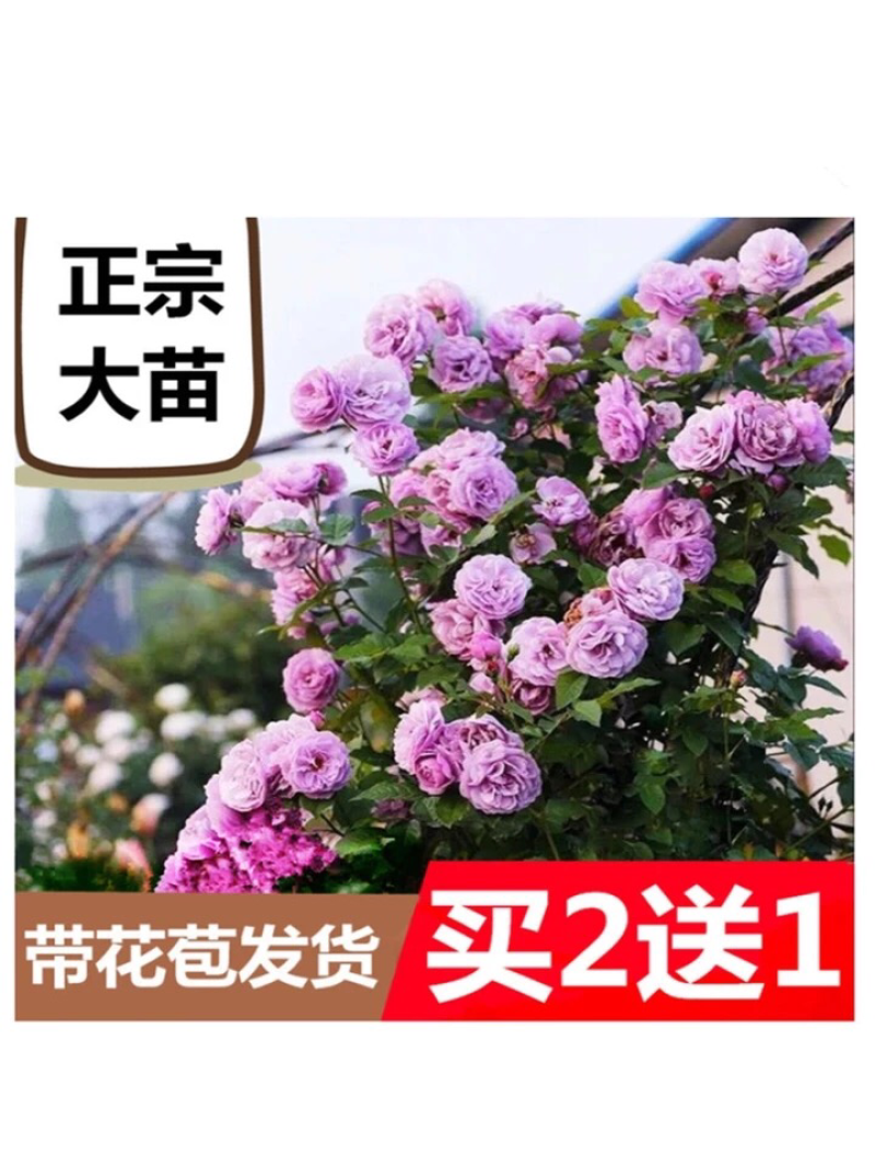 蔷薇花苗爬藤月季玫瑰四季爬墙攀援绿植庭院室内花卉