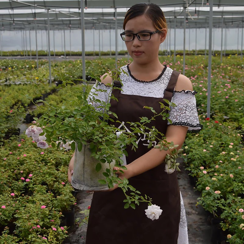 蔷薇花苗爬藤月季玫瑰四季爬墙攀援绿植庭院室内花卉