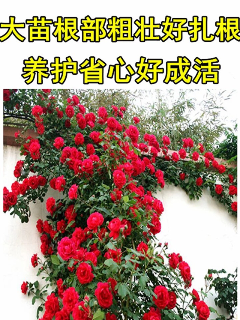 蔷薇花苗爬藤月季玫瑰四季爬墙攀援绿植庭院室内花卉
