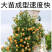 蔷薇花苗爬藤月季玫瑰四季爬墙攀援绿植庭院室内花卉