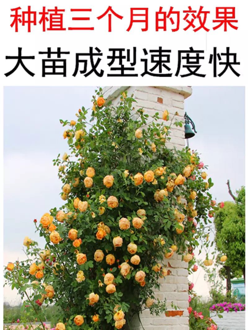 蔷薇花苗爬藤月季玫瑰四季爬墙攀援绿植庭院室内花卉