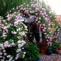 蔷薇花苗爬藤月季玫瑰四季爬墙攀援绿植庭院室内花卉
