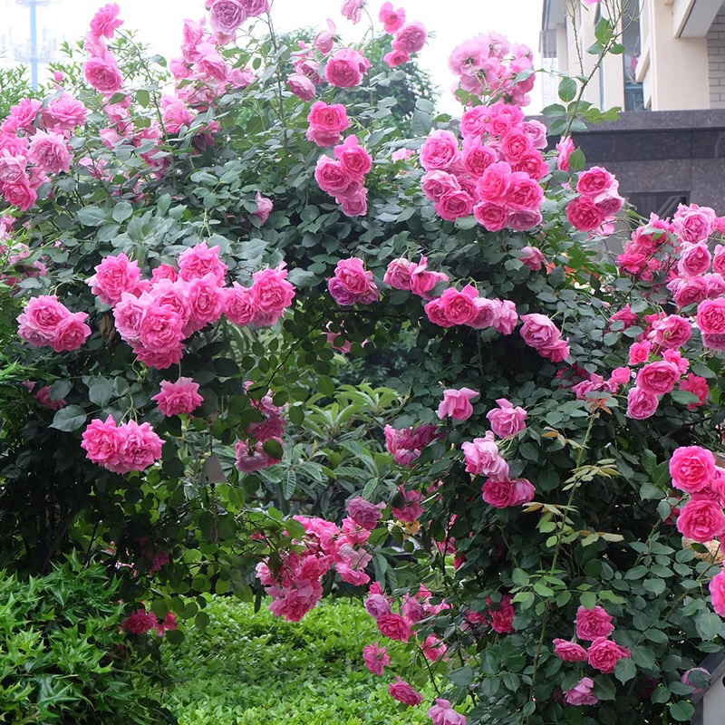 蔷薇花苗爬藤月季玫瑰四季爬墙攀援绿植庭院室内花卉