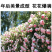 蔷薇花苗爬藤月季玫瑰四季爬墙攀援绿植庭院室内花卉