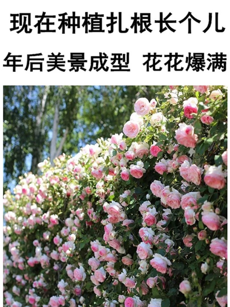 蔷薇花苗爬藤月季玫瑰四季爬墙攀援绿植庭院室内花卉