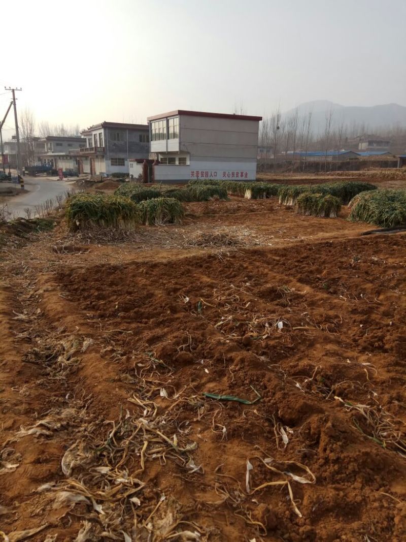 长白大葱40cm以上毛葱2cm左右