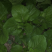 大棚种的白菜苔特别好看，无虫洞