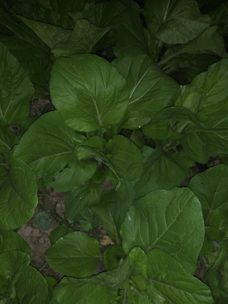 大棚种的白菜苔特别好看，无虫洞