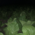 大棚种的白菜苔特别好看，无虫洞