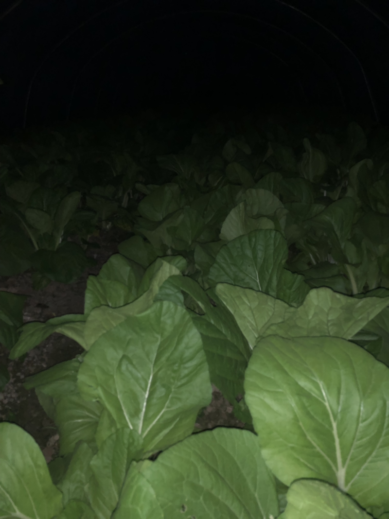 大棚种的白菜苔特别好看，无虫洞