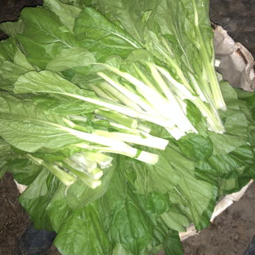 大棚种的白菜苔特别好看，无虫洞