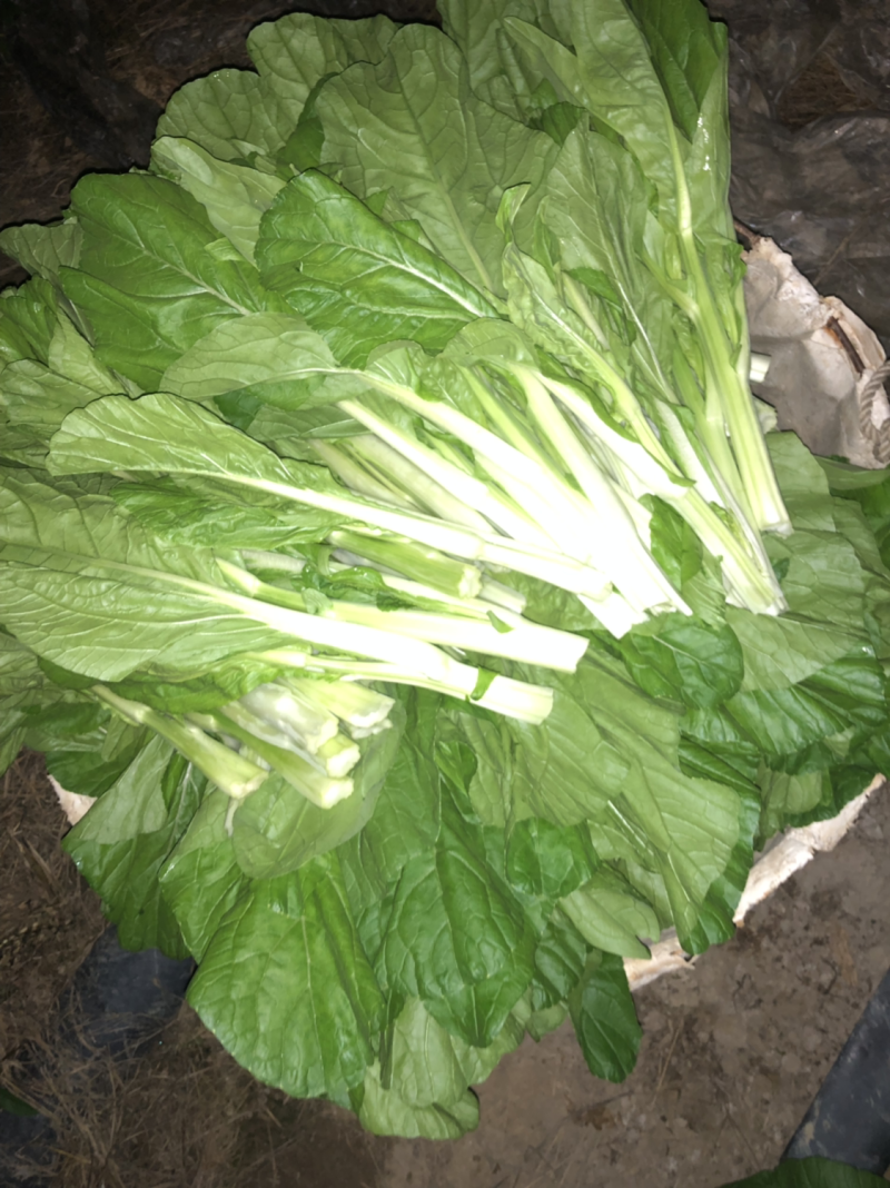 大棚种的白菜苔特别好看，无虫洞